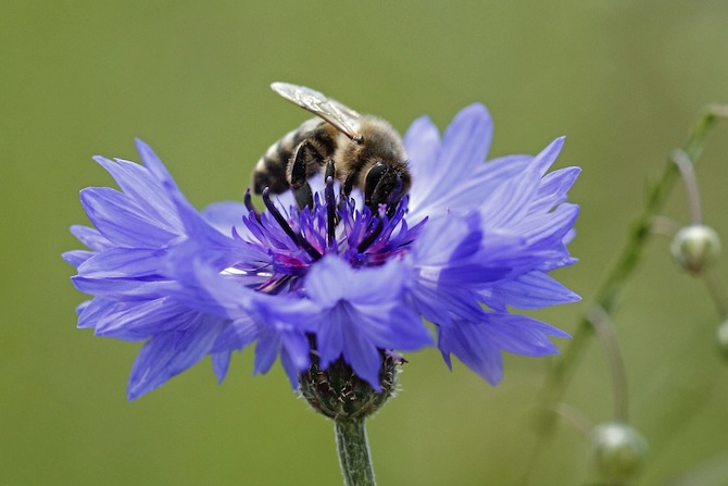 Jardinot incite aux pratiques respectueuses de l'environnement - © Jardinot